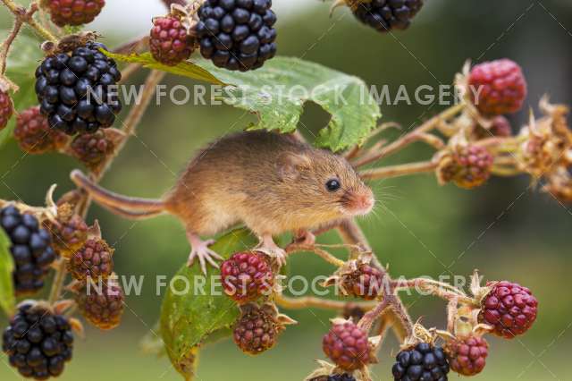 Harvest Mouse 06