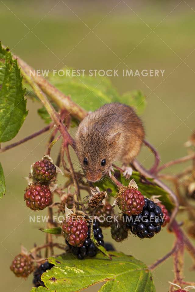 Harvest Mouse 07