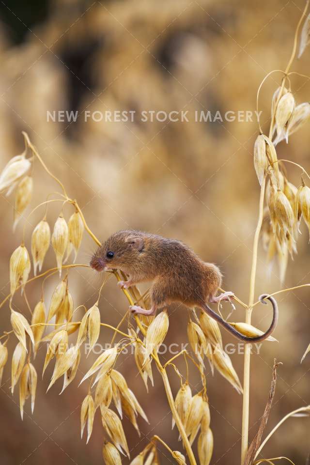 Harvest Mouse 08