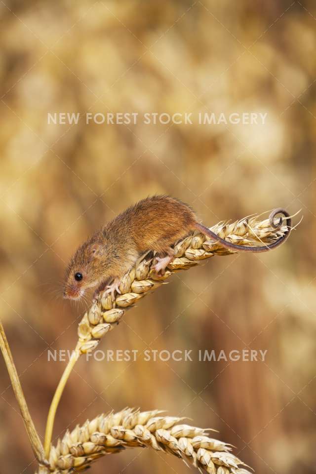 Harvest Mouse 09