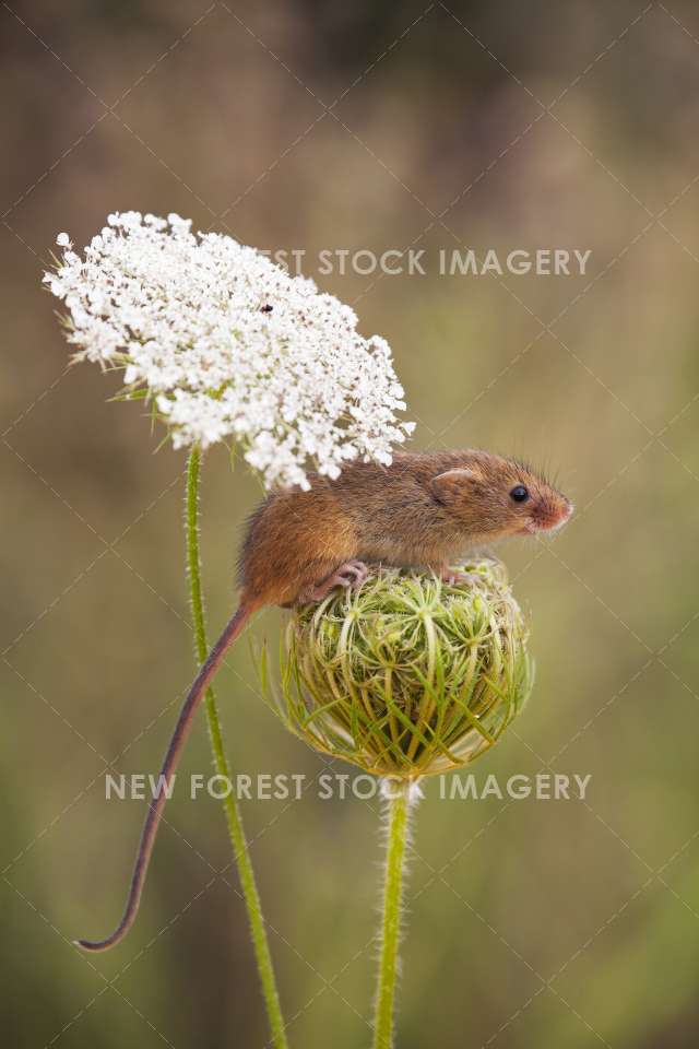 Harvest Mouse 10