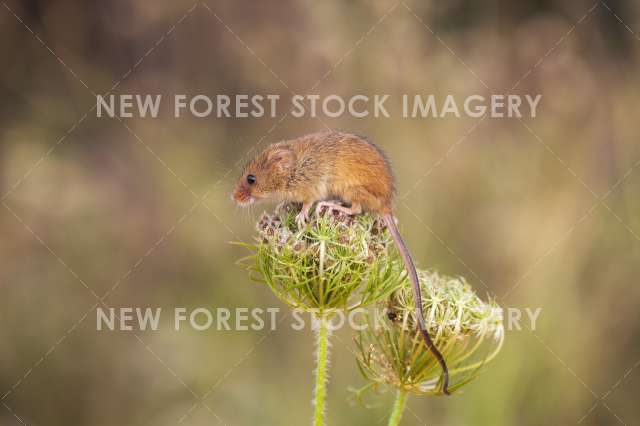 Harvest Mouse 11