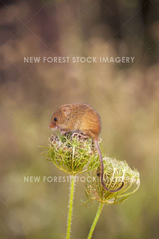 Harvest Mouse 12