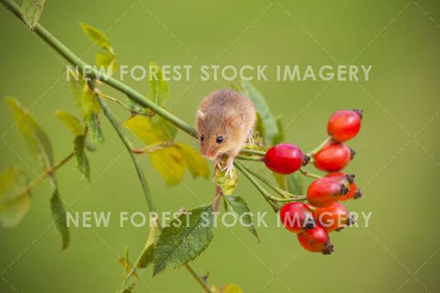 Harvest Mouse 13