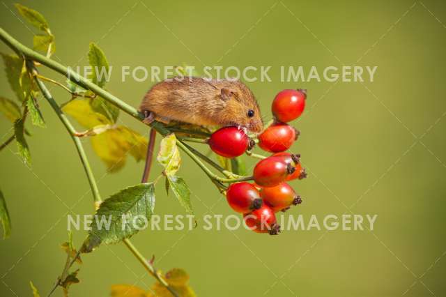 Harvest Mouse 14