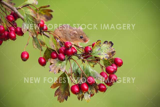 Harvest Mouse 15