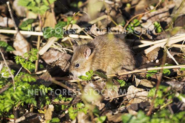 Brown Rat 05