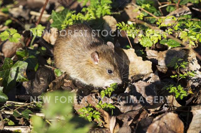 Brown Rat 06