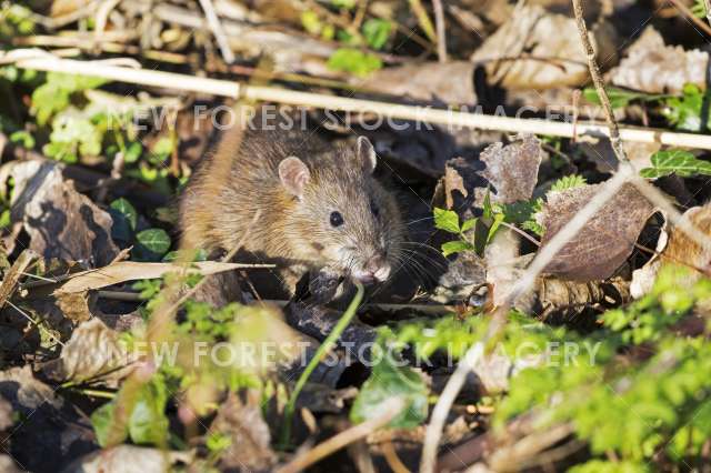 Brown Rat 07