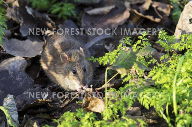 Brown Rat 09