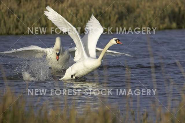 Mute Swan 15