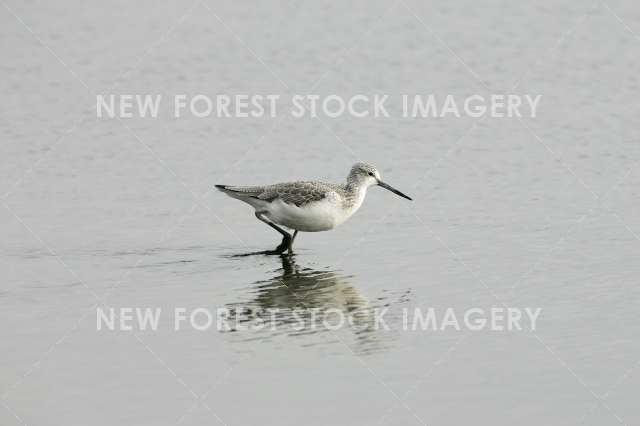 Greenshank 01