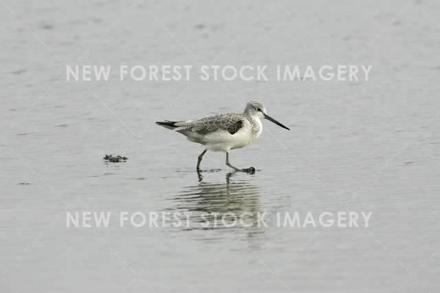 Greenshank 02