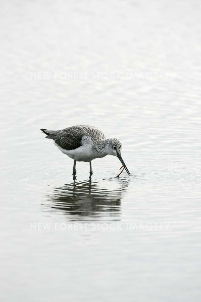 Greenshank 06