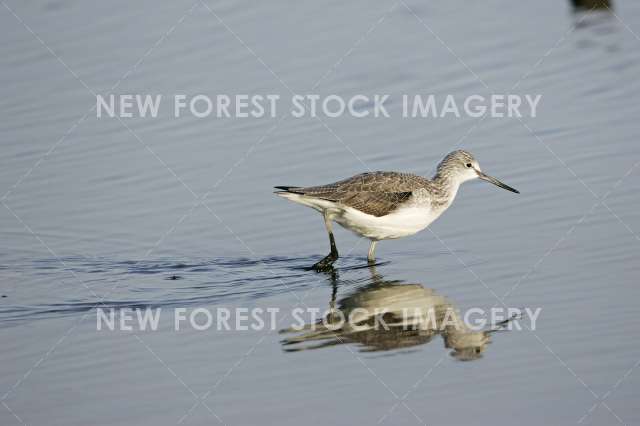 Greenshank 08