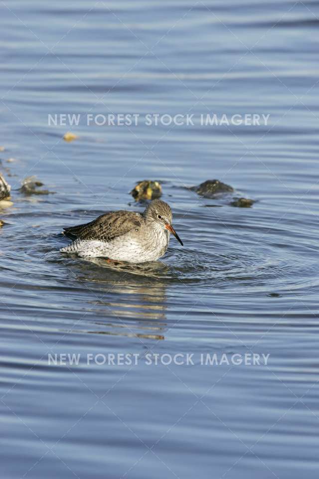 Redshank 03