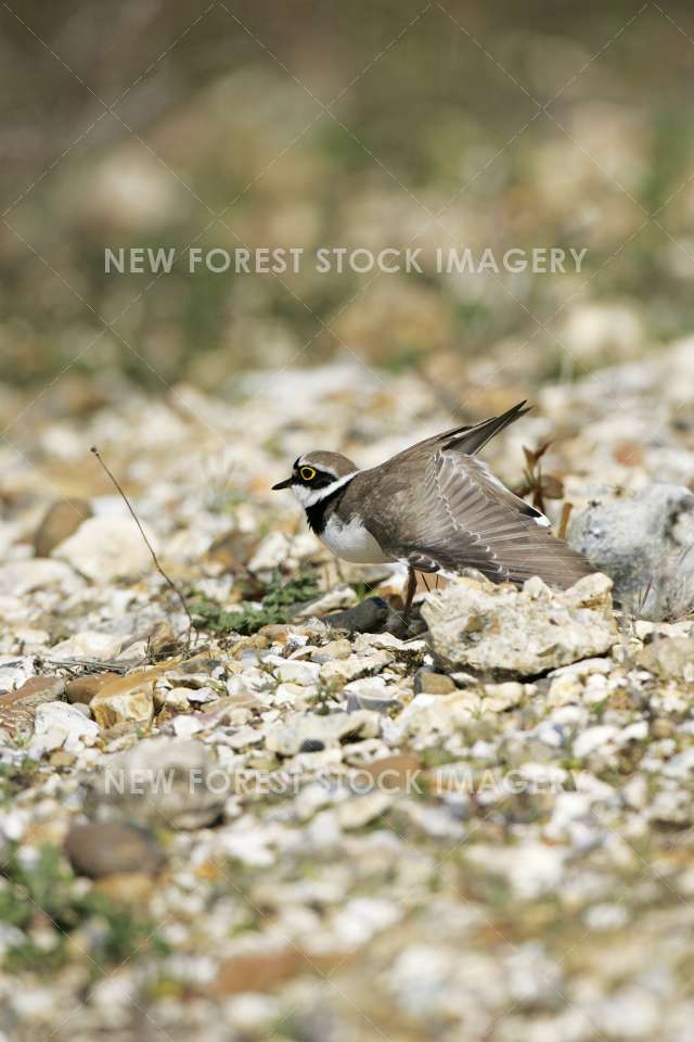 Little Ringed Plover 14