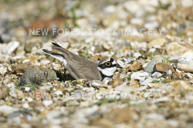 Little Ringed Plover 15