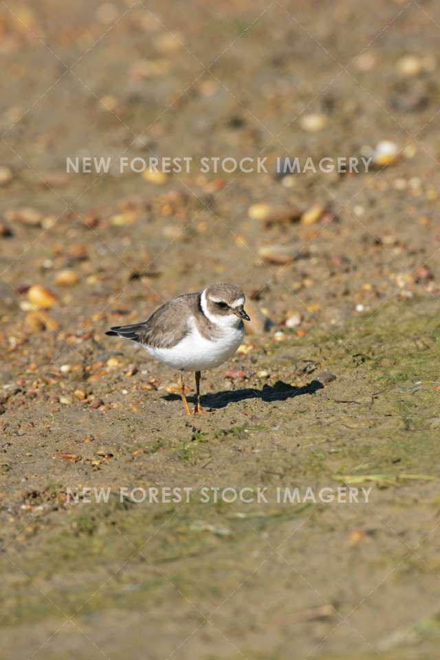 Ringed Plover 03