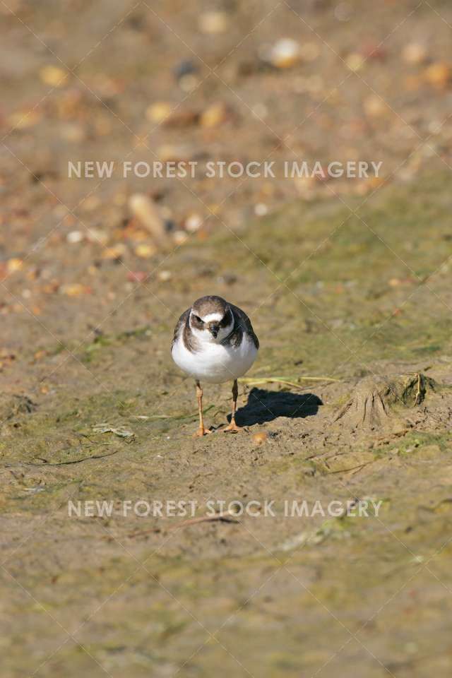 Ringed Plover 04