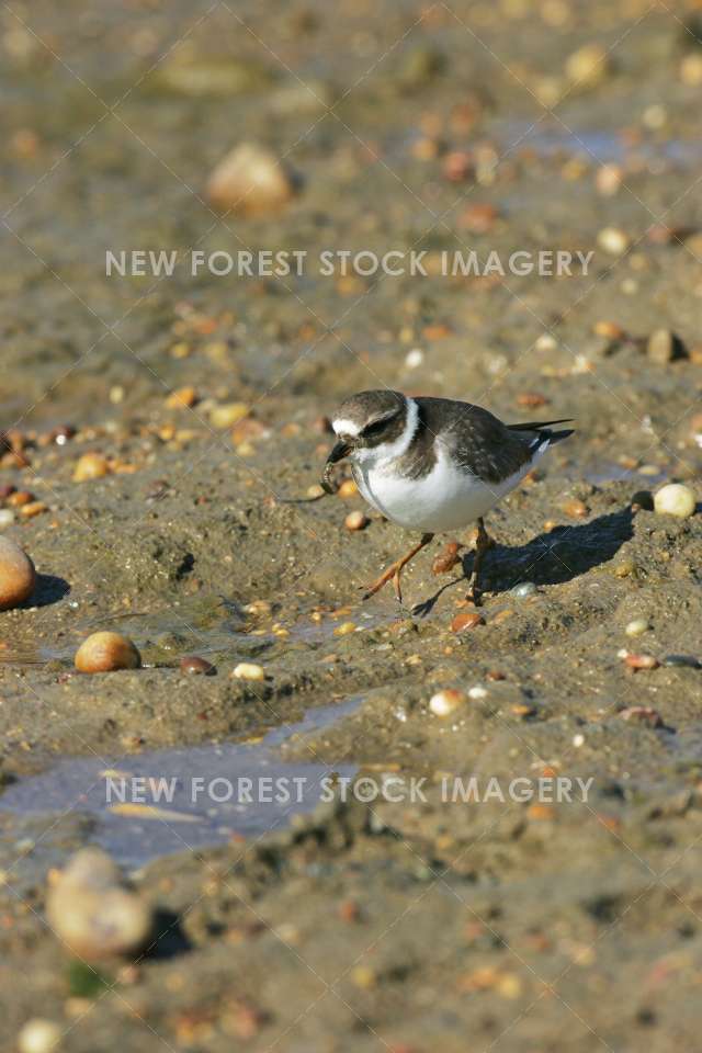 Ringed Plover 05