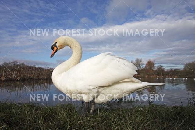 Mute Swan 19