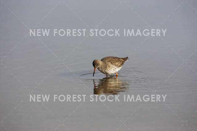 Redshank 05