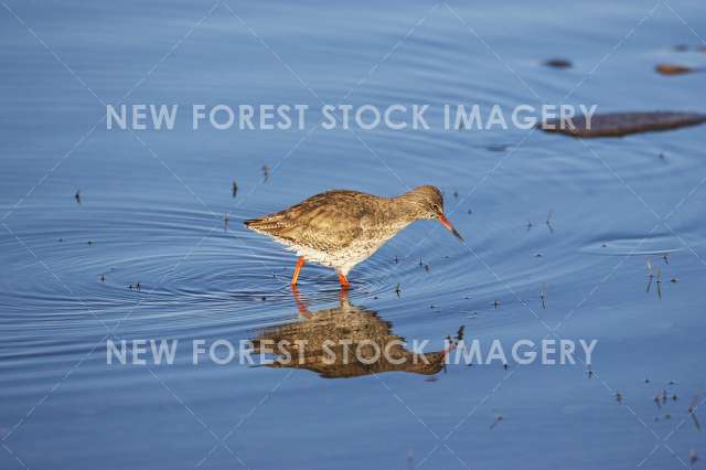 Redshank 07