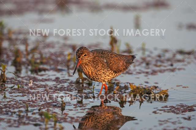 Redshank 10