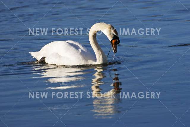 Mute Swan 21