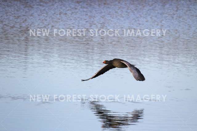 Greylag Goose 10