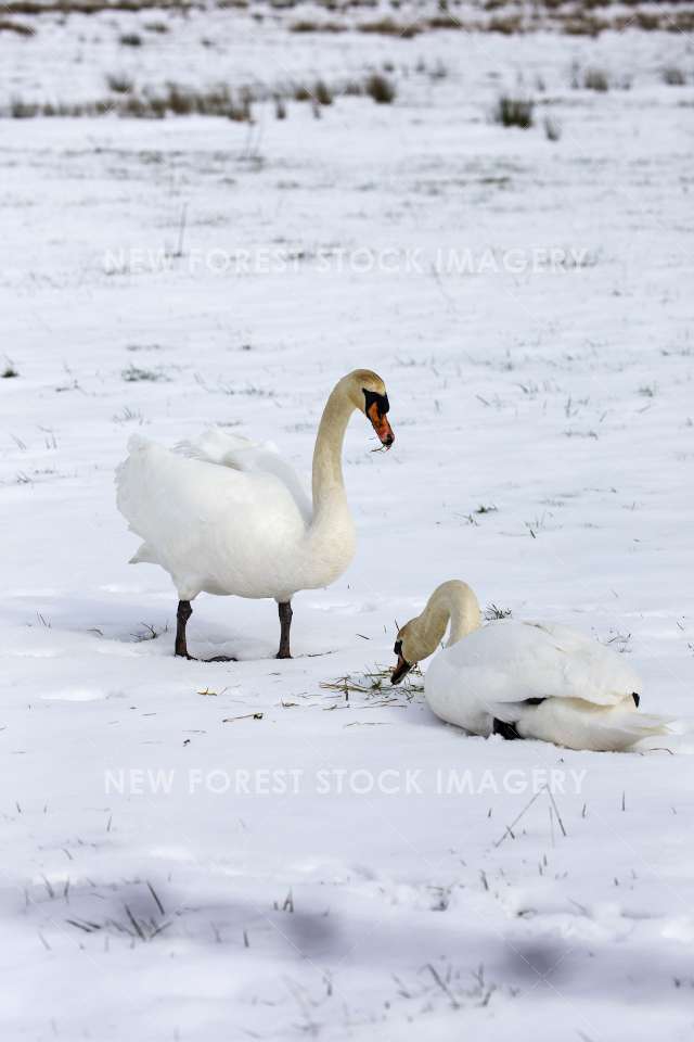 Mute Swan 25