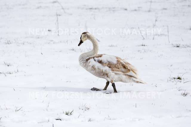 Mute Swan 26