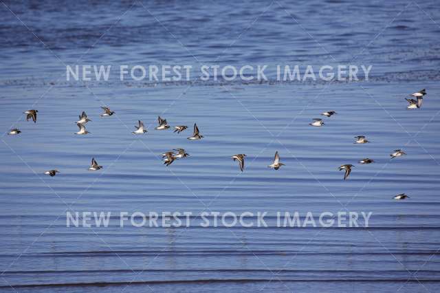 Ringed Plover 07