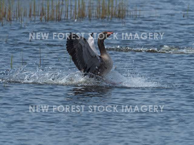 Greylag Goose 11