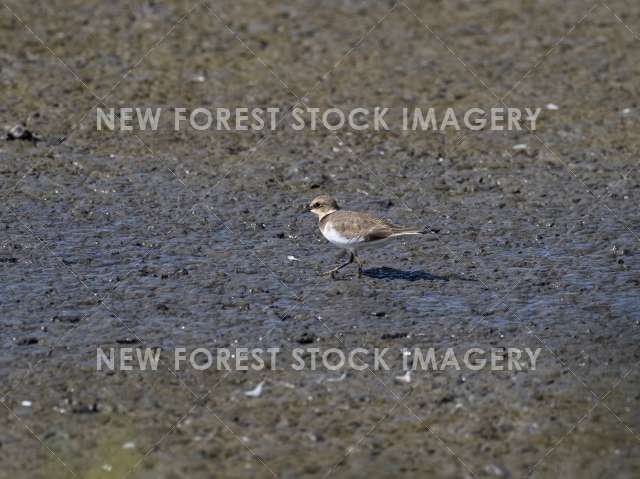 Little Ringed Plover 16