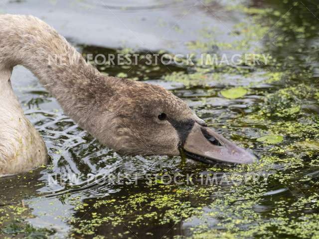 Mute Swan 31