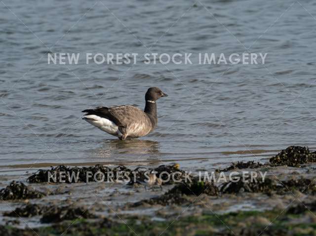 Brent Goose 14