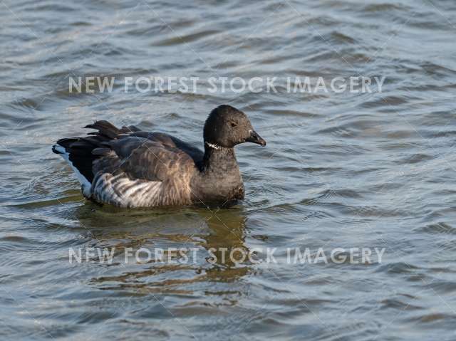 Brent Goose 15