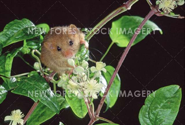 Hazel Dormouse 05