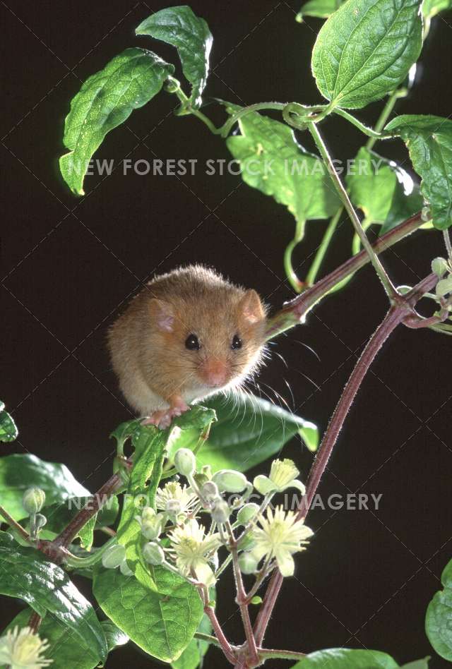 Hazel Dormouse 06