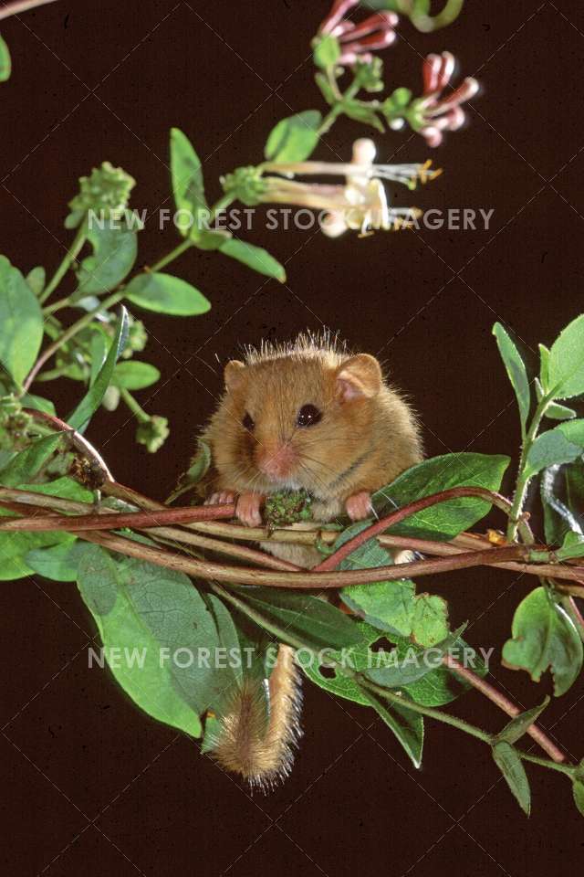 Hazel Dormouse 07