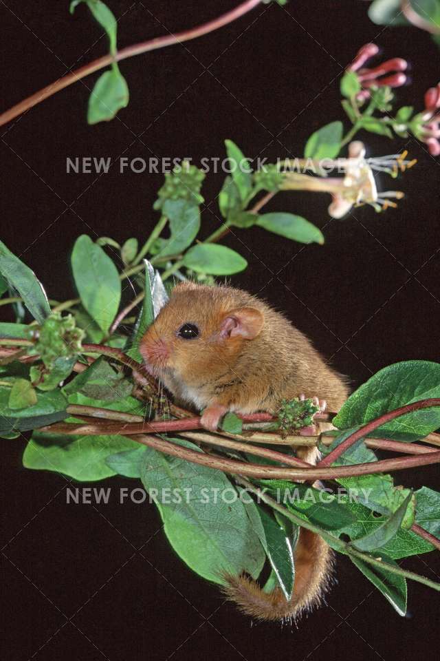 Hazel Dormouse 08