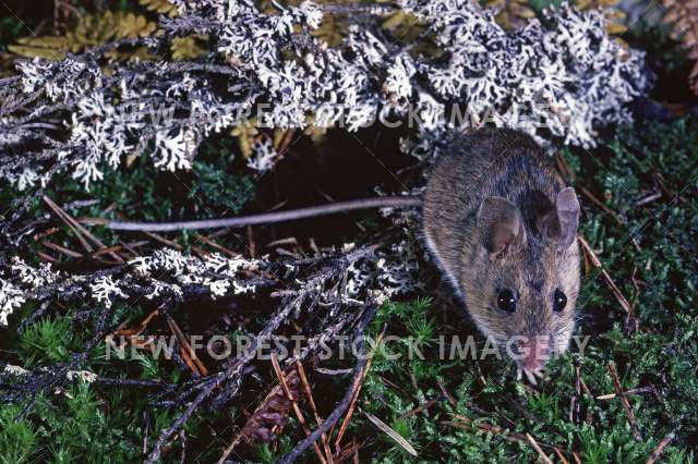 Wood Mouse 01