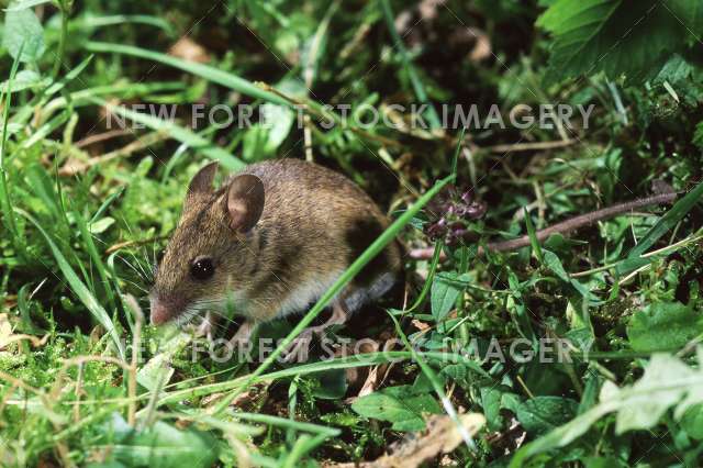 Wood Mouse 02