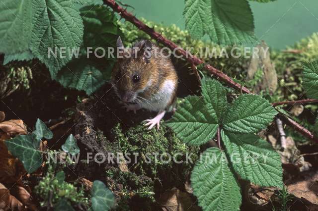 Yellow-necked Mouse 02