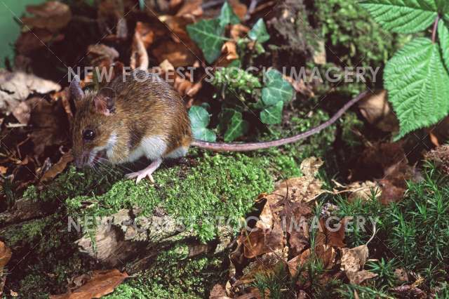 Yellow-necked Mouse 03