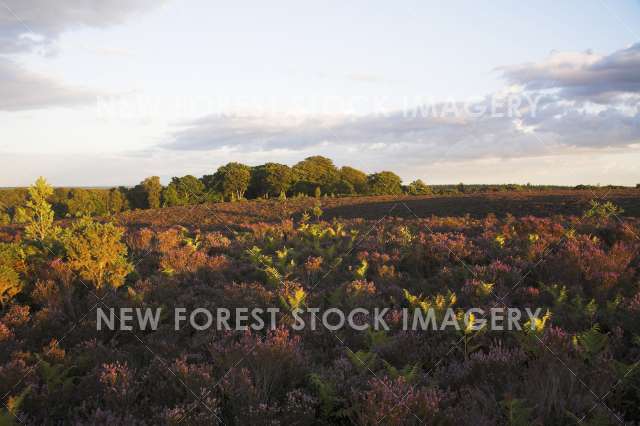 Backley Plain 01