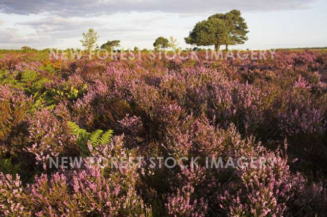 Backley Plain 03