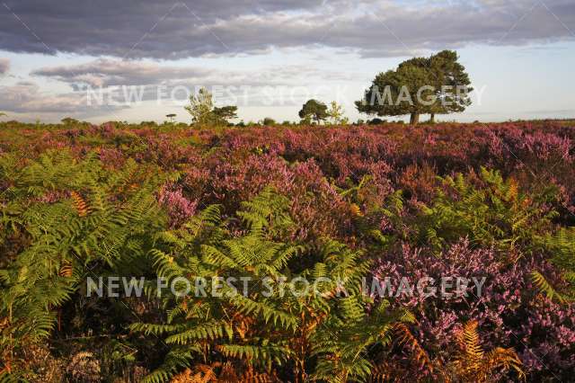 Backley Plain 05